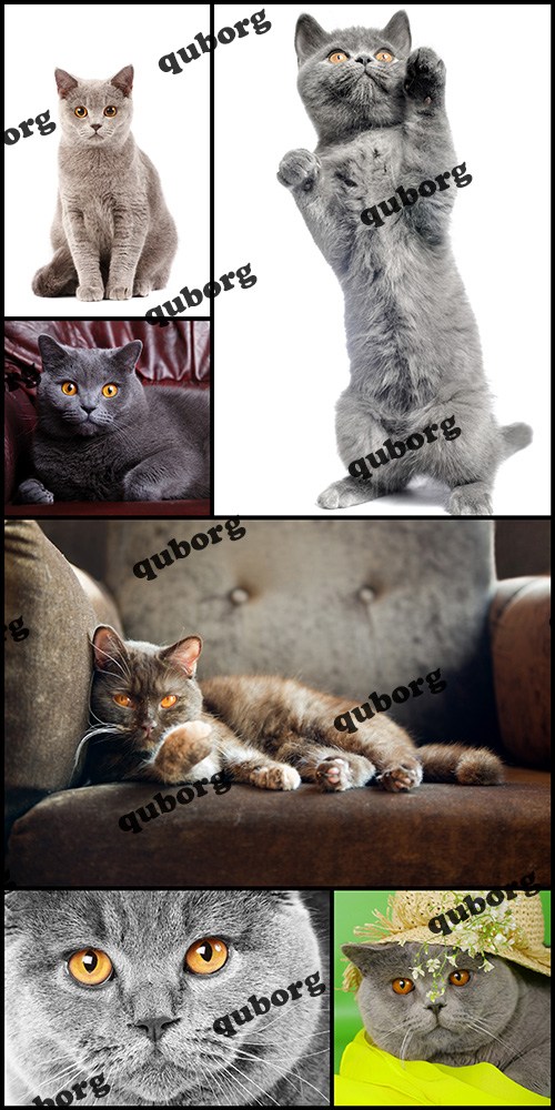 Stock Photos - British Cats