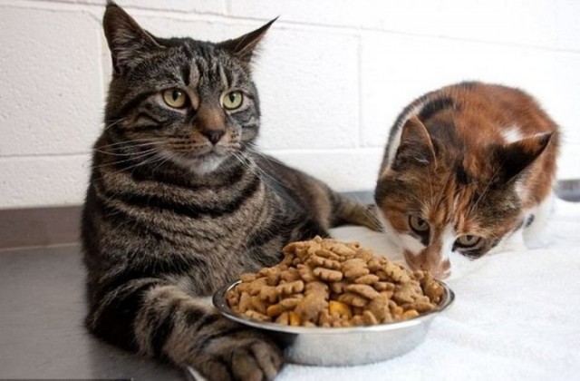 Два кота смогли прожить целый месяц без еды