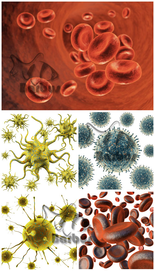 Microbes and erythrocytes /   