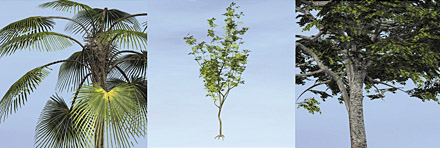 Dosch 3D: Trees & Conifers