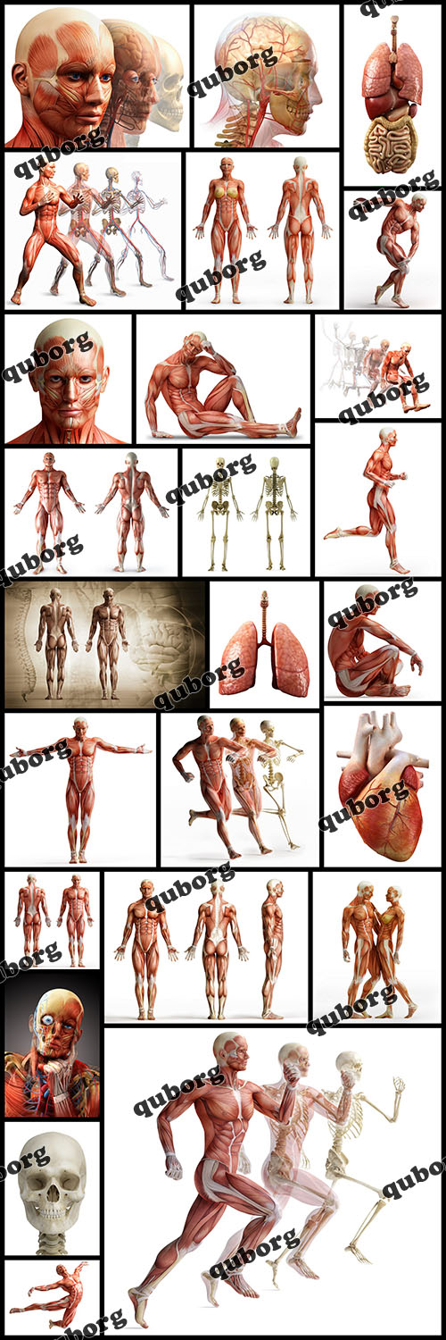 Stock Photos - Human Body Anatomy