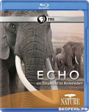 Эхо: Воспоминания о слонихе / Echo: An Elephant to Remember