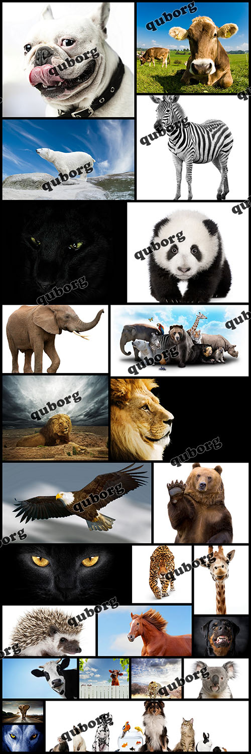 Stock Photos - Animals of the World