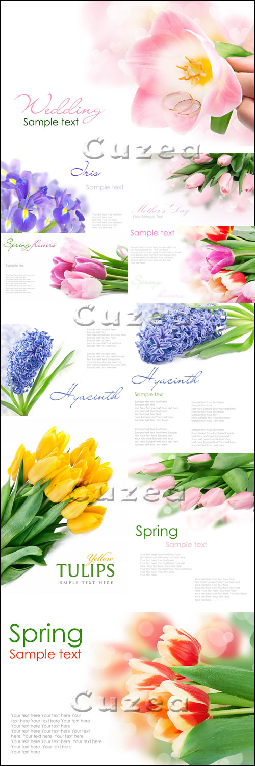      / Spring flowers with place for text - Stock photo