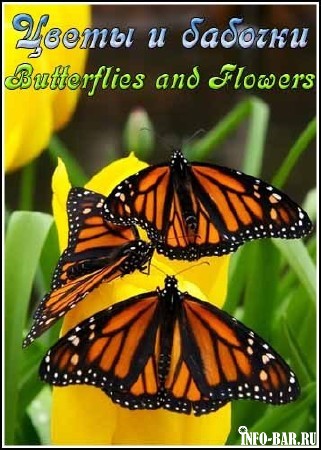 Цветы и бабочки / Butterflies and Flowers
