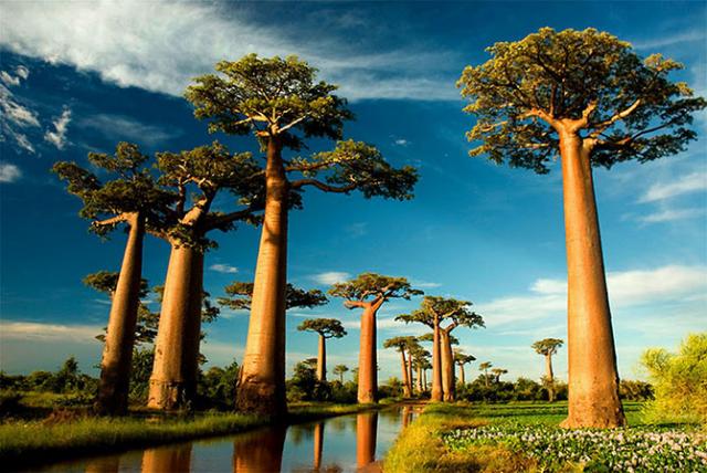 Самые необычные деревья нашей планеты