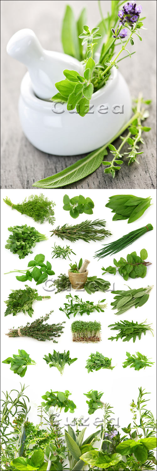    / Fragrant herbs - Stock photo