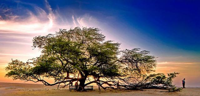 Самые необычные деревья нашей планеты