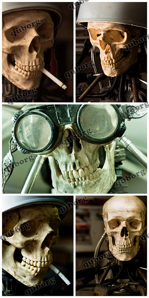 Stock Photos - Human Skull