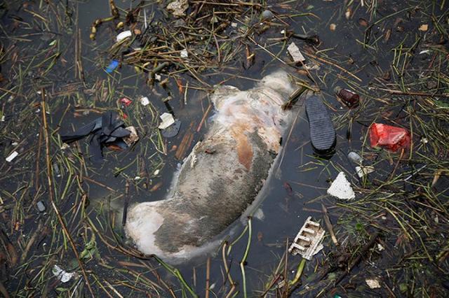 Невероятное - в Китае очищают реку от 6 тысяч мертвых свиней… 