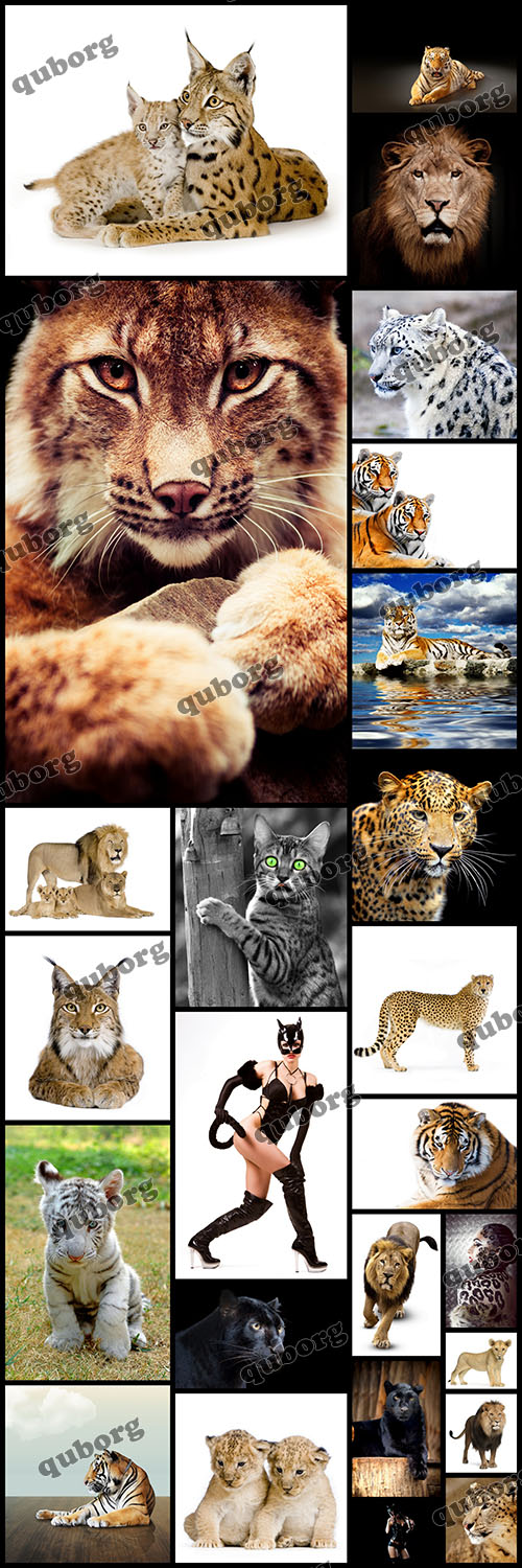 Stock Photos - Wild Cats
