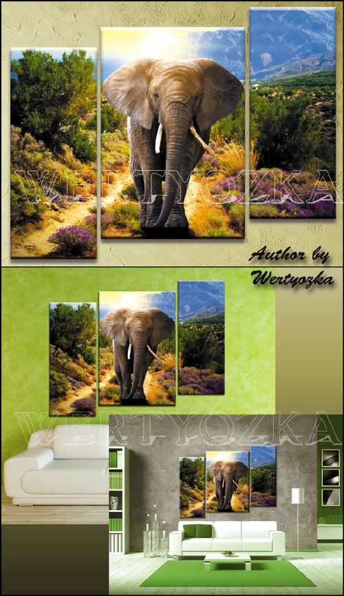      / Elephant - triptych in psd