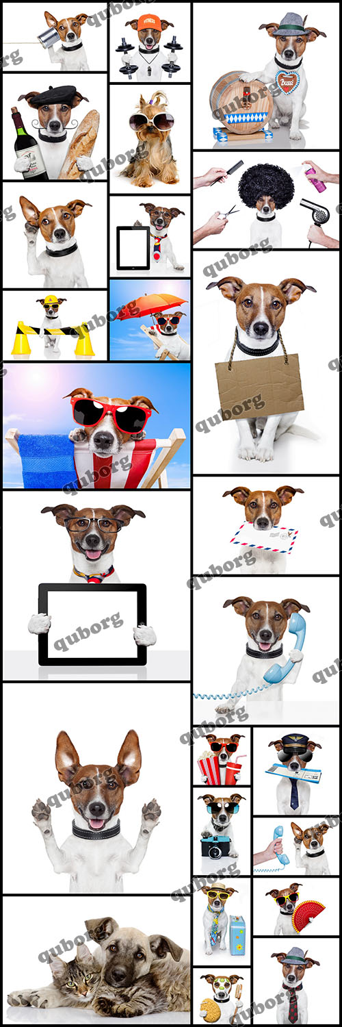 Stock Photos - Dog in Motion