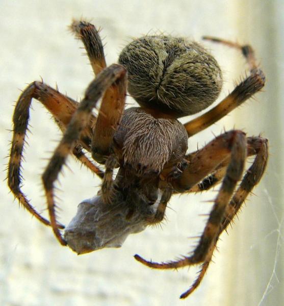 Мифы и факты о пауках