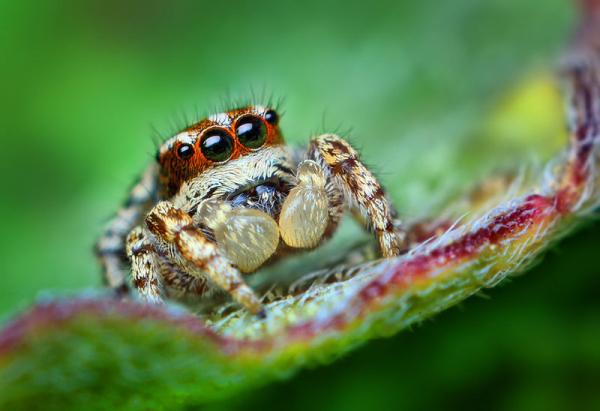 Мифы и факты о пауках