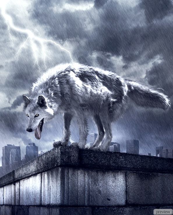 Волк в дождливую погоду