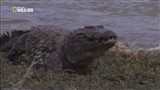 Ночные охотники. Крокодилы / National Geographic: Nightstalkers. Crocodiles (2011) HDRip 1080р