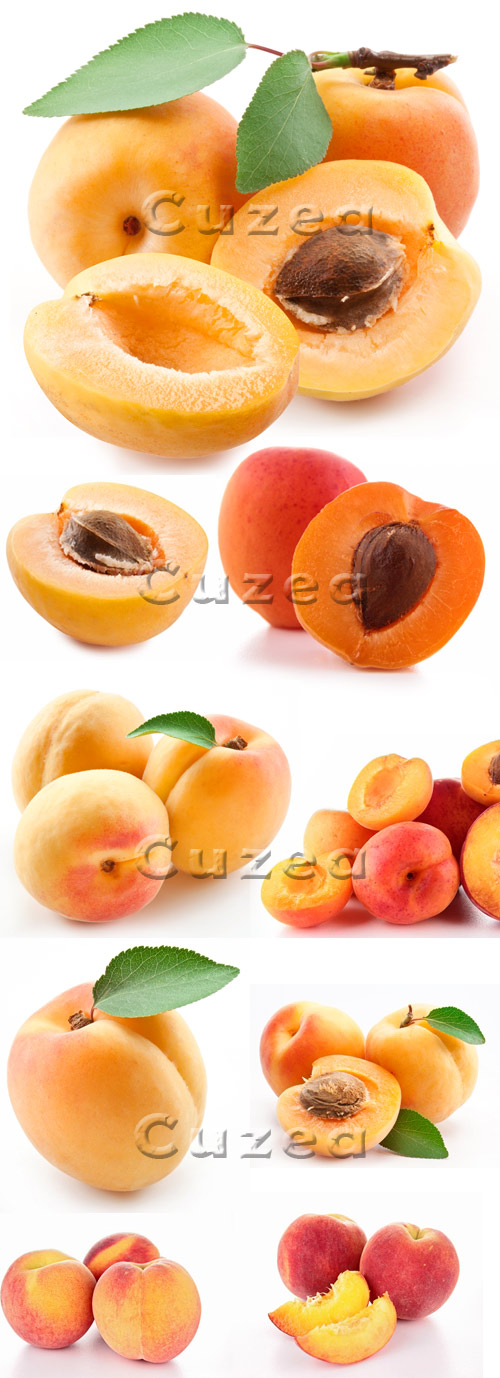     / Apricots on white background - stock photo