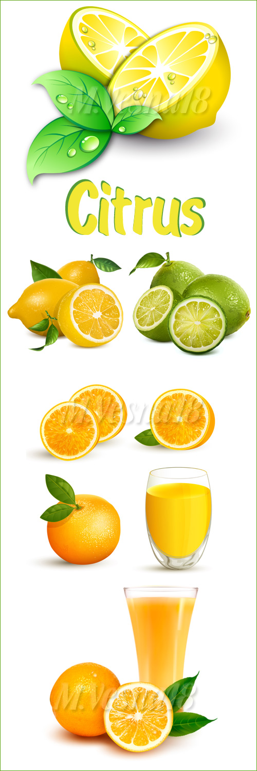     -    / Citrus fruits on a white background - in vector stock