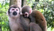 Тайны планеты Земля. Удивительный тропический лес: Южная Америка / Fascination Rainforest (2012) DVDRip