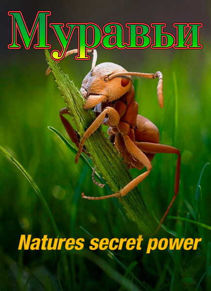 :    / Ants: Natures secret power (2005) HDTVRip