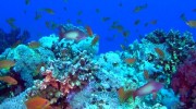 Коралловый риф 3D: Подводный мир Египта / Adventure coral reef 3D: Under the sea of Egypt (2012/HDRip)