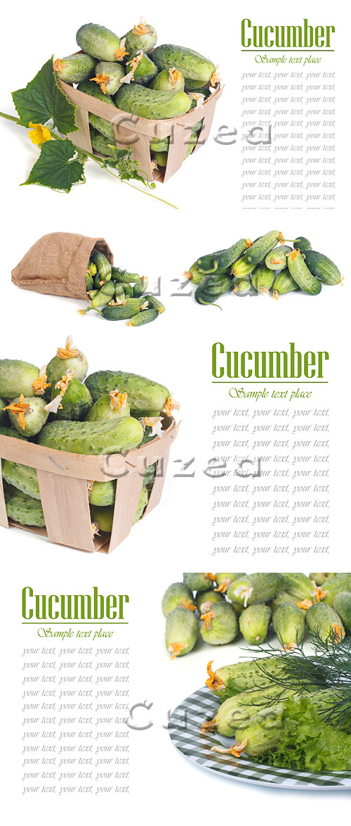      / Green cucumbers and place for text on white background - stock photo