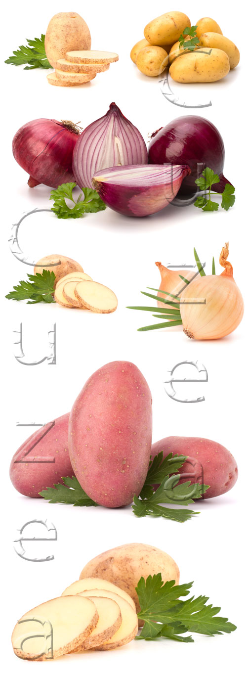       / Potato and onion on white backgrounds - stock photo
