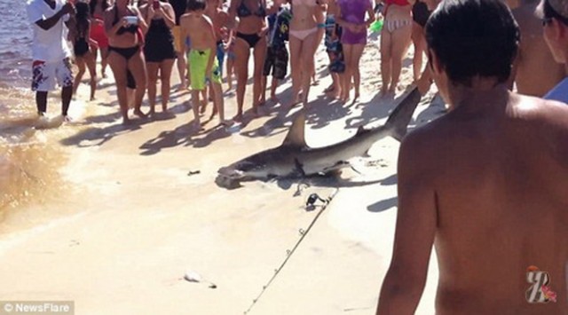 Акула - молот родила детенышей на пляже прямо на глазах у отдыхающих (фото + видео)