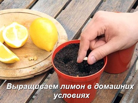 Выращиваем лимон в домашних условиях (2012)