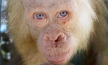 На Борнео избавили из плена жидкого орангутанга-альбиноса