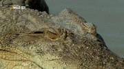 National Geographic:   / National Geographic: Croc Invasion (2012) HDTVRip